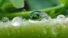 Seeing Through The Dew On A Branch